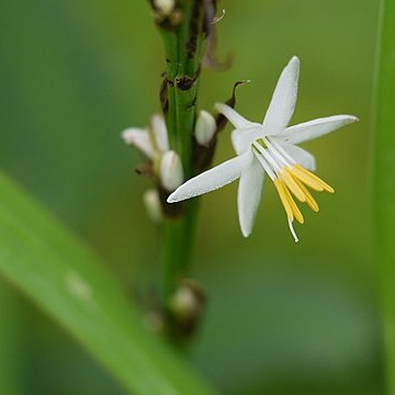 Chlorophytum glaucum unspecified picture