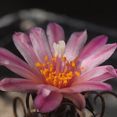 Turbinicarpus x roseiflorus unspecified picture