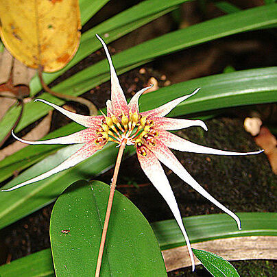 Bulbophyllum acuminatum unspecified picture