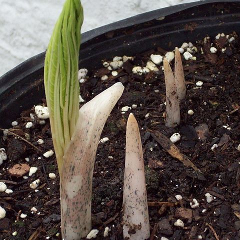 Amorphophallus abyssinicus unspecified picture