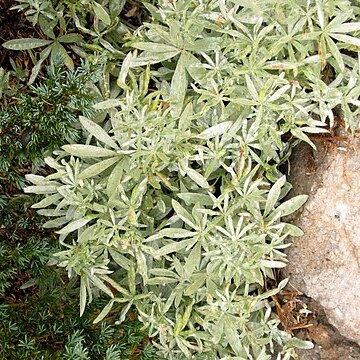 Lupinus obtusilobus unspecified picture