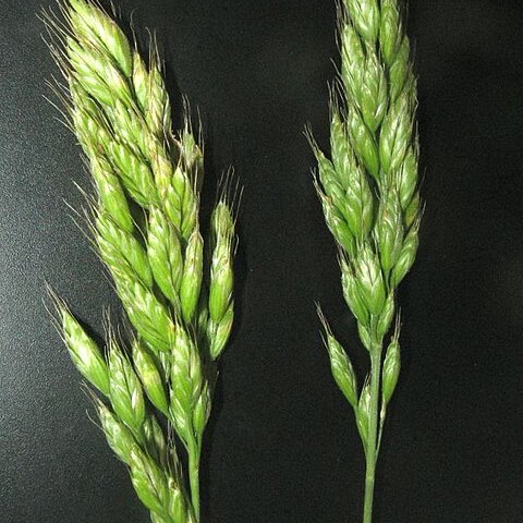 Bromus grossus unspecified picture