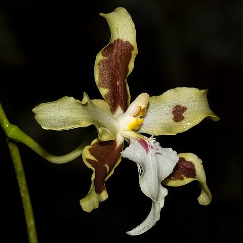 Oncidium aurarium unspecified picture