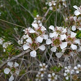 Leptospermum arachnoides unspecified picture