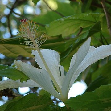 Hibiscus arnottianus subsp. immaculatus unspecified picture