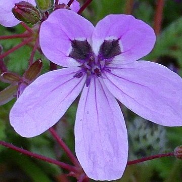 Erodium primulaceum unspecified picture