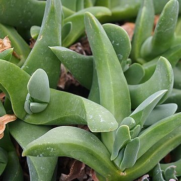 Gibbaeum pachypodium unspecified picture