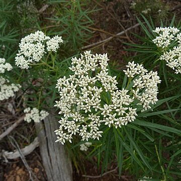 Cassinia longifolia unspecified picture