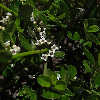 Discaria serratifolia unspecified picture