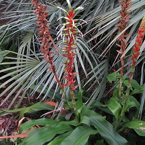 Pitcairnia maidifolia unspecified picture