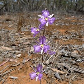 Thysanotus baueri unspecified picture