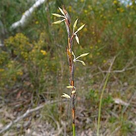 Schoenus brevifolius unspecified picture