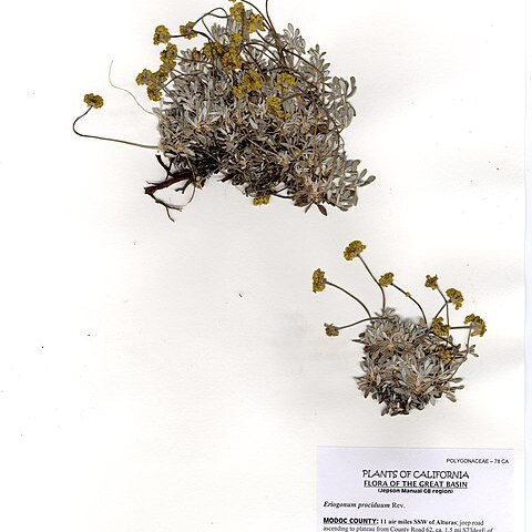 Eriogonum prociduum unspecified picture