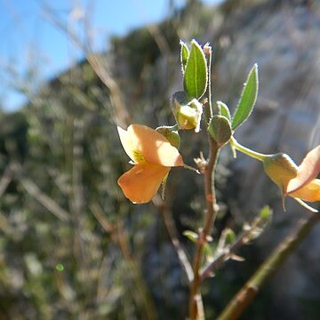 Genistidium dumosum unspecified picture