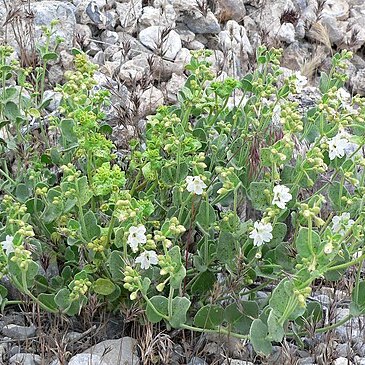 Mirabilis laevis var. villosa unspecified picture