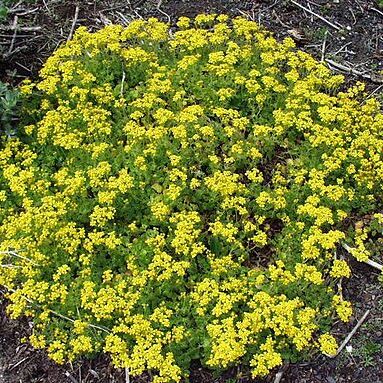 Cineraria unspecified picture