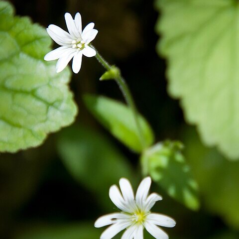 Cerastium subtriflorum unspecified picture