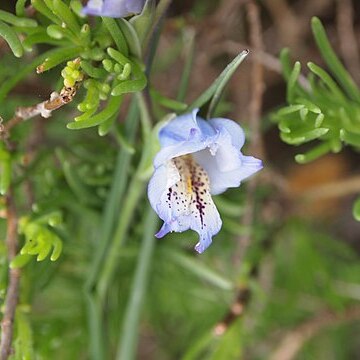 Gladiolus caeruleus unspecified picture