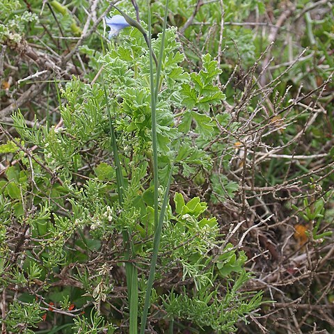 Gladiolus caeruleus unspecified picture