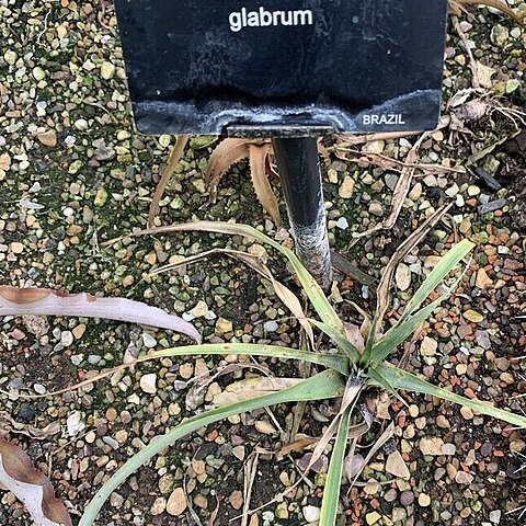 Orthophytum glabrum unspecified picture