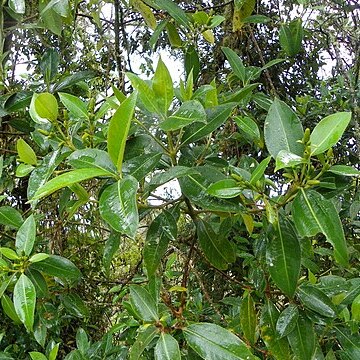 Hedyosmum racemosum unspecified picture