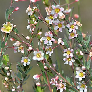 Phyllanthus calycinus unspecified picture