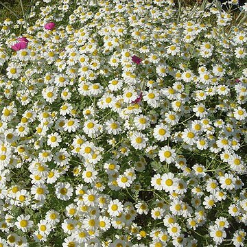 Tanacetum niveum unspecified picture