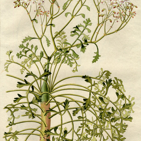 Pelargonium paniculatum unspecified picture