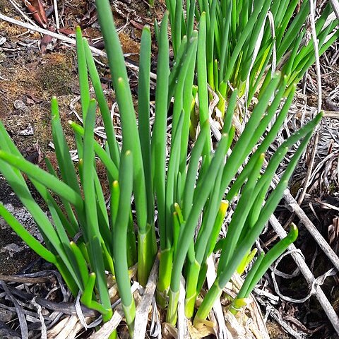 Allium rhabdotum unspecified picture