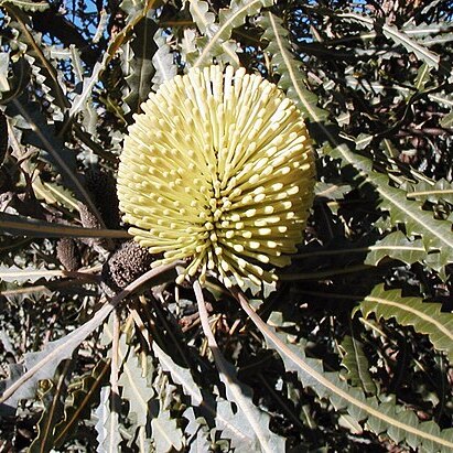 Banksia elegans unspecified picture