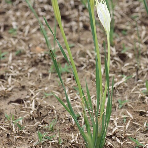 Pancratium trianthum unspecified picture