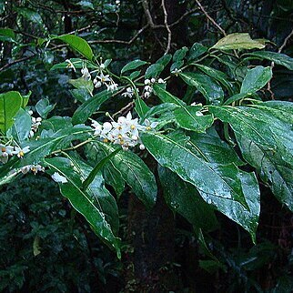 Solanum arboreum unspecified picture