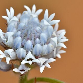 Conospermum densiflorum unspecified picture