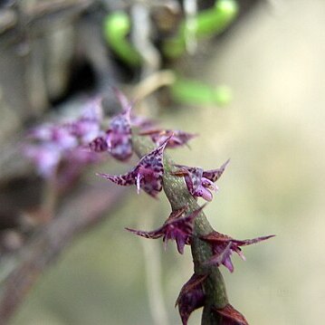 Bulbophyllum teretifolium unspecified picture