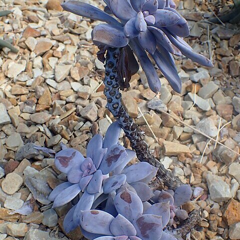 Graptopetalum pentandrum unspecified picture