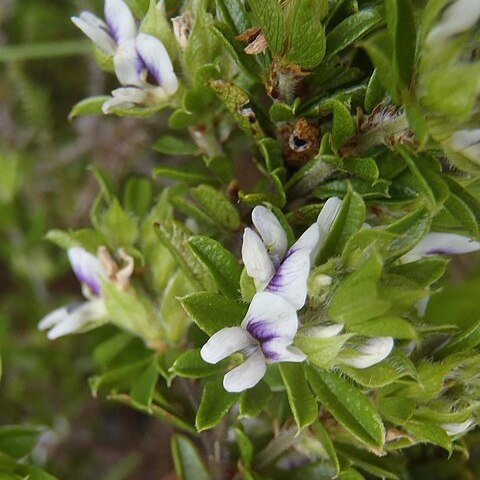 Otholobium heterosepalum unspecified picture