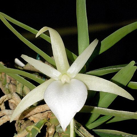 Angraecum elephantinum unspecified picture