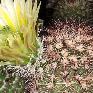 Echinocereus dasyacanthus unspecified picture