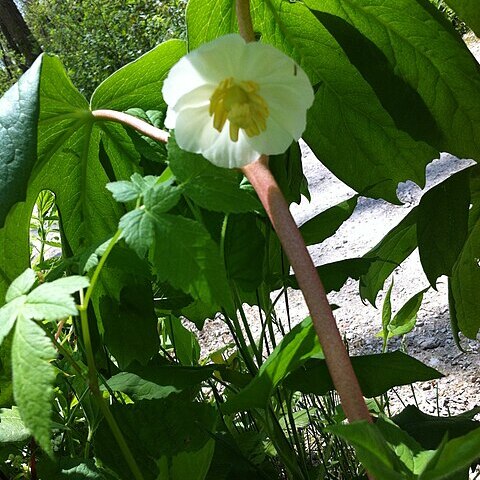 Podophyllum unspecified picture