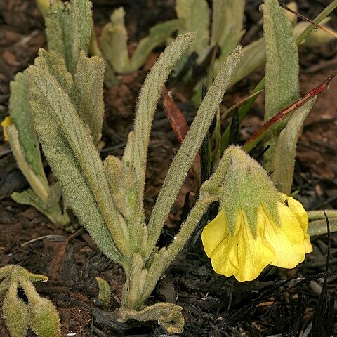 Hermannia lancifolia unspecified picture