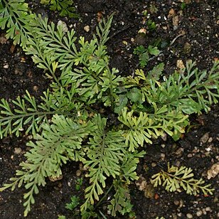 Asplenium dregeanum unspecified picture