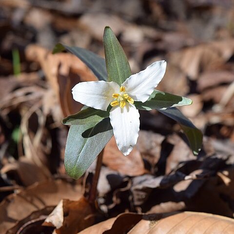 Trillium pusillum unspecified picture