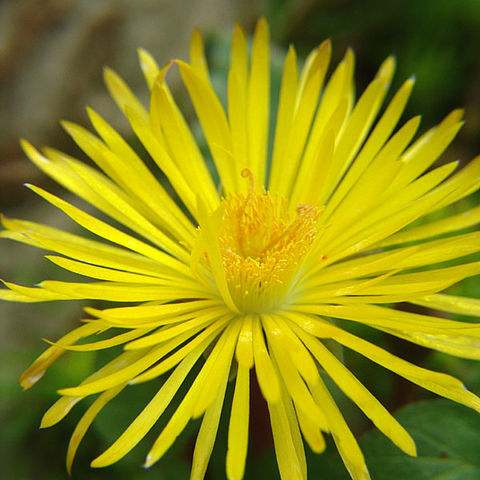 Carruanthus ringens unspecified picture