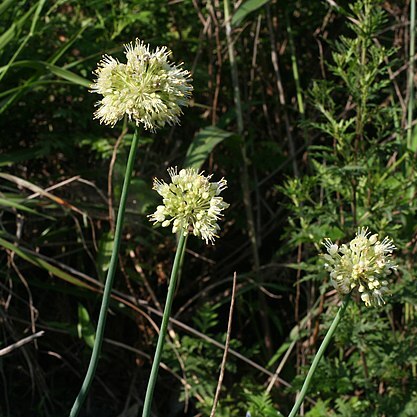 Allium condensatum unspecified picture