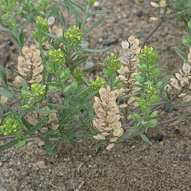 Alyssum turkestanicum unspecified picture