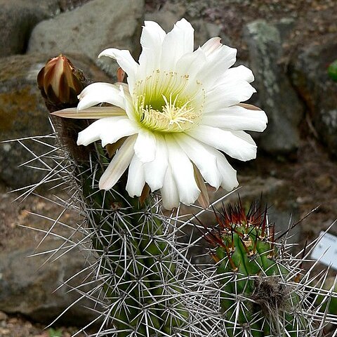 Trichocereus chalaensis unspecified picture