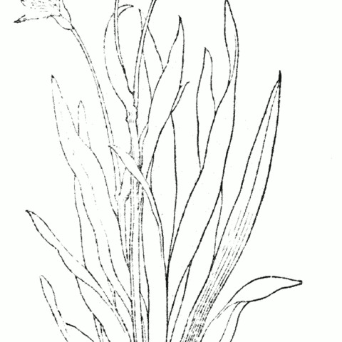 Gladiolus luteus unspecified picture