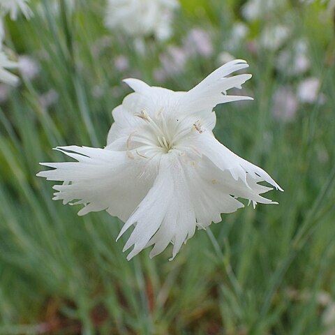 Dianthus turkestanicus unspecified picture