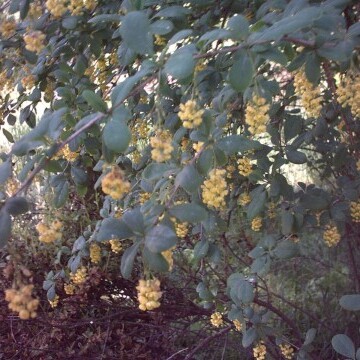 Berberis canadensis unspecified picture