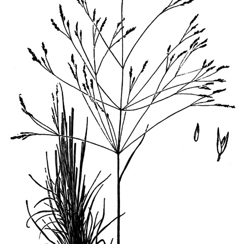 Agrostis hyemalis unspecified picture